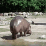 di-plein-zoo.gif di-plein-zoo.gif