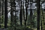 Trees-17-May-12-HDRweb2.jpg