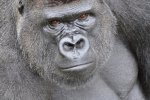 silverback-09.jpg