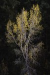 Autumnal Cottonwood Tree in Junction Creek Drainage.jpg