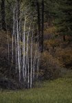 Fall Colors Along Junction Creek.jpg