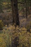 Pine Trees and Colorful Gambel Oak in Autumn.jpg