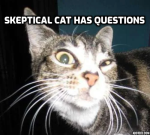 skeptical cat.png