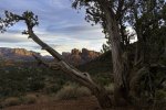 Sedona Landmarks Framed Through Juniper Tree Limbs at Sunset from Lover's Knoll-2.jpg