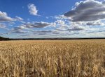 Wheatbelt.jpg Wheatbelt.jpg