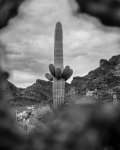 Saguaro Cactus Framed Through Cholla Cactus in Supersition Mountains.jpg