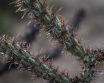 Raindrops Clinging to Needles of Cholla Cactus.jpg