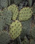 Prickly Pear Cactus Paddle Patterns.jpg