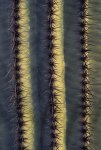 Light and Shadows on Saguaro Cactus.jpg