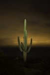 Saguaro Cactus and Cloudy Night Sky-2.jpg