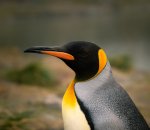 S Georgia penguin close.jpg