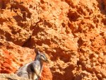 (exmouth) yardie creek black footed rock wallabies (1).jpg