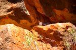(exmouth) yardie creek rock walabies (2).jpg