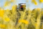 Brittlebush Wildflowers and Overlanding Campsite in Superstition Mountains-2.jpg