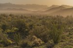 Backlit Cactus and Ridges at Sunrise in Superstition Mountains.jpg