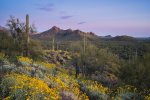 Pastel Sky Over Peralta Regional Park and Blooming Wildflowers.jpg