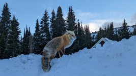 PXL_20230315_133736840_resize.jpg PXL_20230315_133736840_resize.jpg