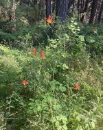 IMG_7413.jpeg IMG_7413.jpeg