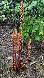 IMG_7415.png IMG_7415.png