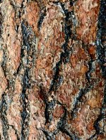 IMG_7420.jpeg IMG_7420.jpeg