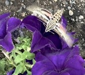 IMG_7492.jpeg IMG_7492.jpeg