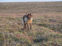 Arctic Fox 4.JPG