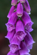 Dew Clings to Foxglove Wildflowers in Oregon's Coast Range.jpg