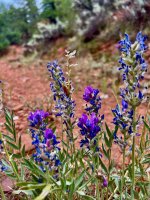 IMG_0362.JPG IMG_0362.JPG