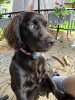 71107319175__5744A1B0-DB96-48C1-AF64-0ADF28CC9CBB.jpeg 71107319175__5744A1B0-DB96-48C1-AF64-0ADF28CC9CBB.jpeg