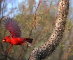 CARDINAL02.JPG