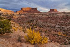 Single Leaf Ash, Monitor and Merrimac Buttes Above Sevenmile Canyon at Sunrise.jpg