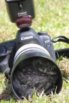 UpandCloseOwl.jpg