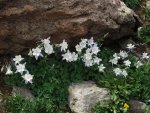2012-07-01 Columbine in Sydney Basin.jpg