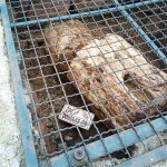 IMG_20231118_110351_796.jpg IMG_20231118_110351_796.jpg