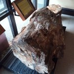 IMG_20231118_114834_260.jpg IMG_20231118_114834_260.jpg