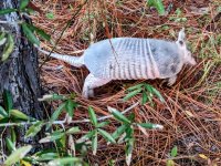 PHAT 15.jpg PHAT 15.jpg