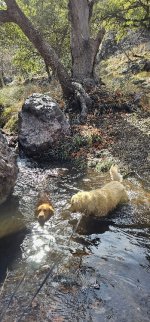 20240128_135316_copy_349x747.jpg 20240128_135316_copy_349x747.jpg