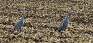 20240207_121821_copy_1600x747.jpg 20240207_121821_copy_1600x747.jpg