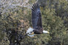 Goldwater Lake Feb 2023-50-2.jpg