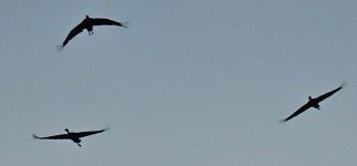 Screenshot_20240309_135952_Gallery_copy_1600x746.jpg Screenshot_20240309_135952_Gallery_copy_1600x746.jpg