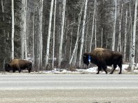 4A664017-BC09-4BA0-BFF7-1BC0B0EEA764.jpeg 4A664017-BC09-4BA0-BFF7-1BC0B0EEA764.jpeg