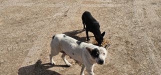 20240223_133818_copy_1200x560.jpg 20240223_133818_copy_1200x560.jpg