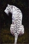 WhiteTigerstripes.jpg