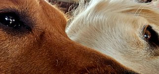 Screenshot_20240406_084630_Gallery_copy_1600x746.jpg Screenshot_20240406_084630_Gallery_copy_1600x746.jpg