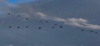 Screenshot_20240407_082149_Gallery_copy_1600x746.jpg Screenshot_20240407_082149_Gallery_copy_1600x746.jpg