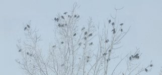 20240306_095132_copy_1600x747.jpg 20240306_095132_copy_1600x747.jpg