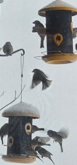 Screenshot_20240324_084407_Gallery_copy_348x747.jpg Screenshot_20240324_084407_Gallery_copy_348x747.jpg