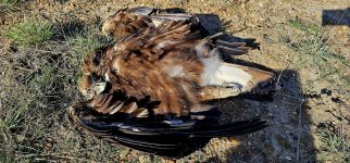 20240414_092515_copy_1600x747.jpg 20240414_092515_copy_1600x747.jpg