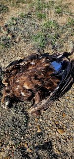 20240414_092626_copy_349x747.jpg 20240414_092626_copy_349x747.jpg