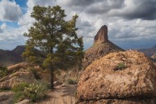 Spotlighting on Pinyon Pine and Weaver's Needle in Superstition Mountains.jpg